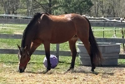 Brown horse eating straw in a fenced in area.